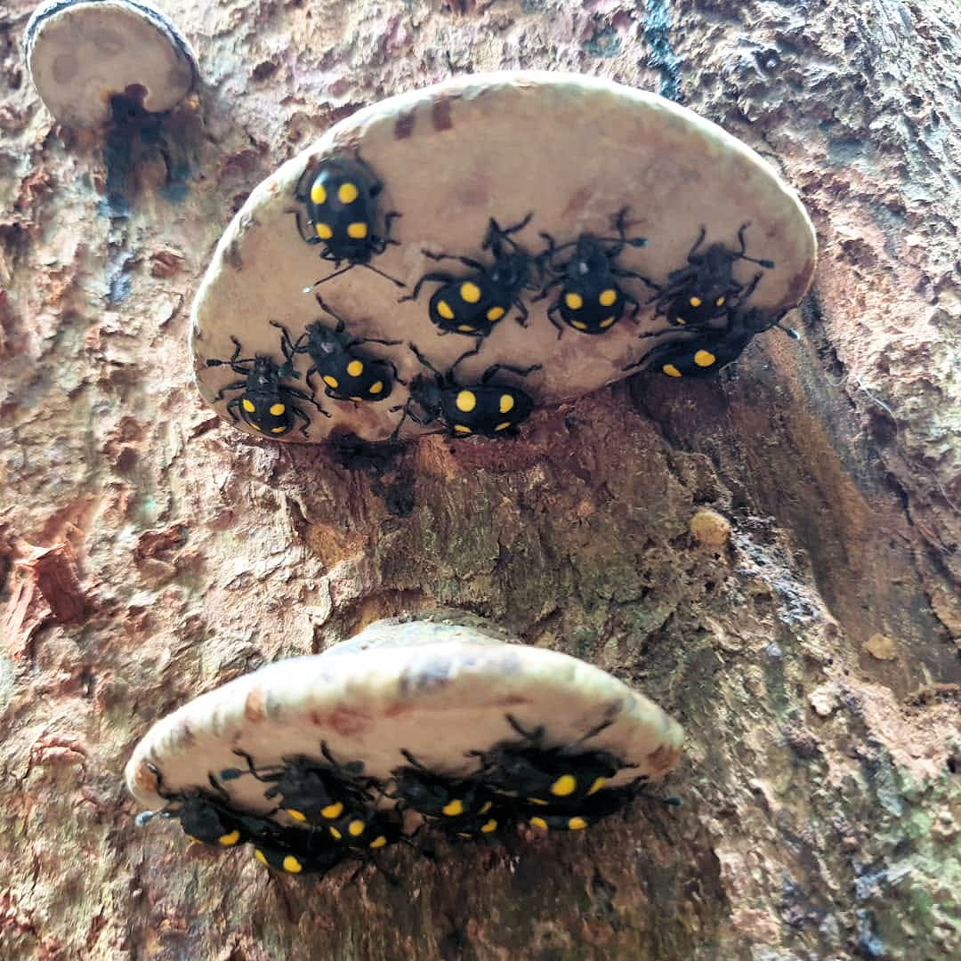 fam Endomychidae. Malaysia,forest at Kuantan, Pahang, Sep 2020, by Ng Cheau